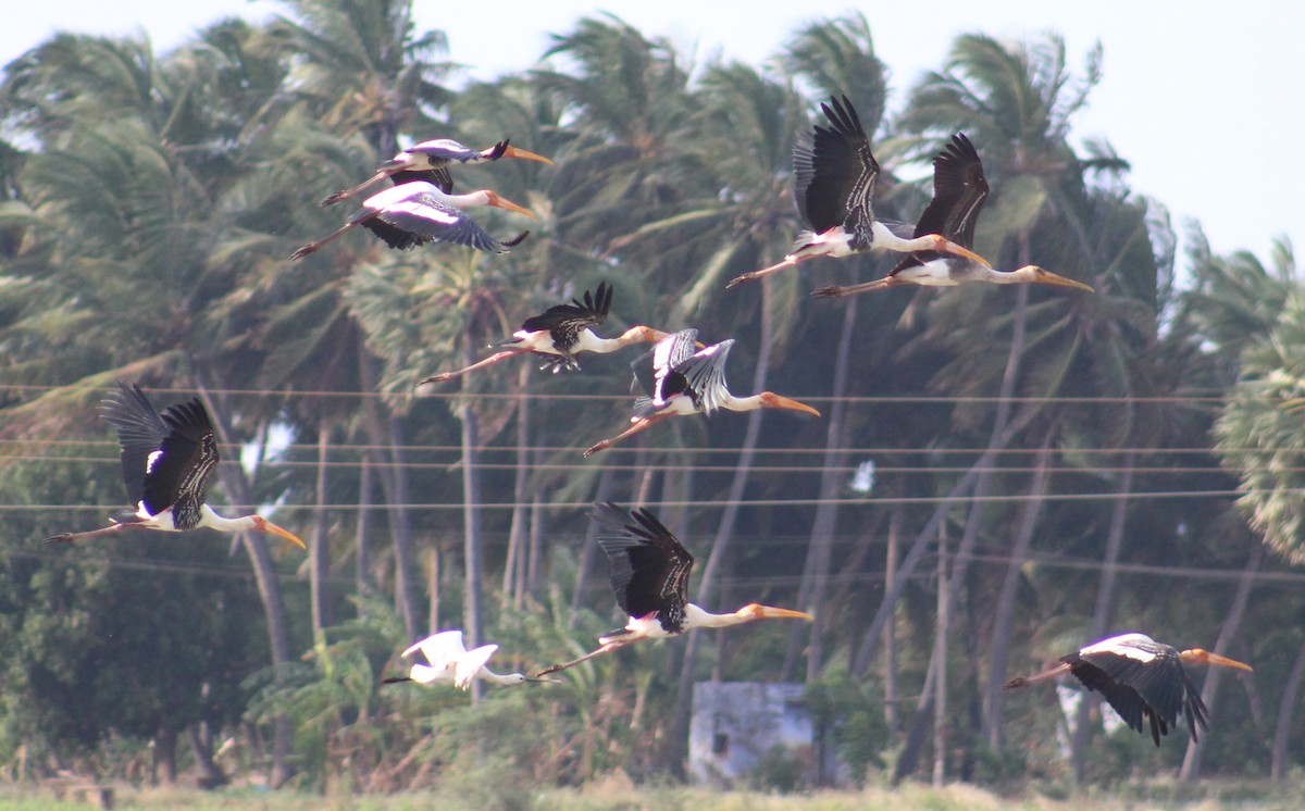 Painted Stork - ML644021370