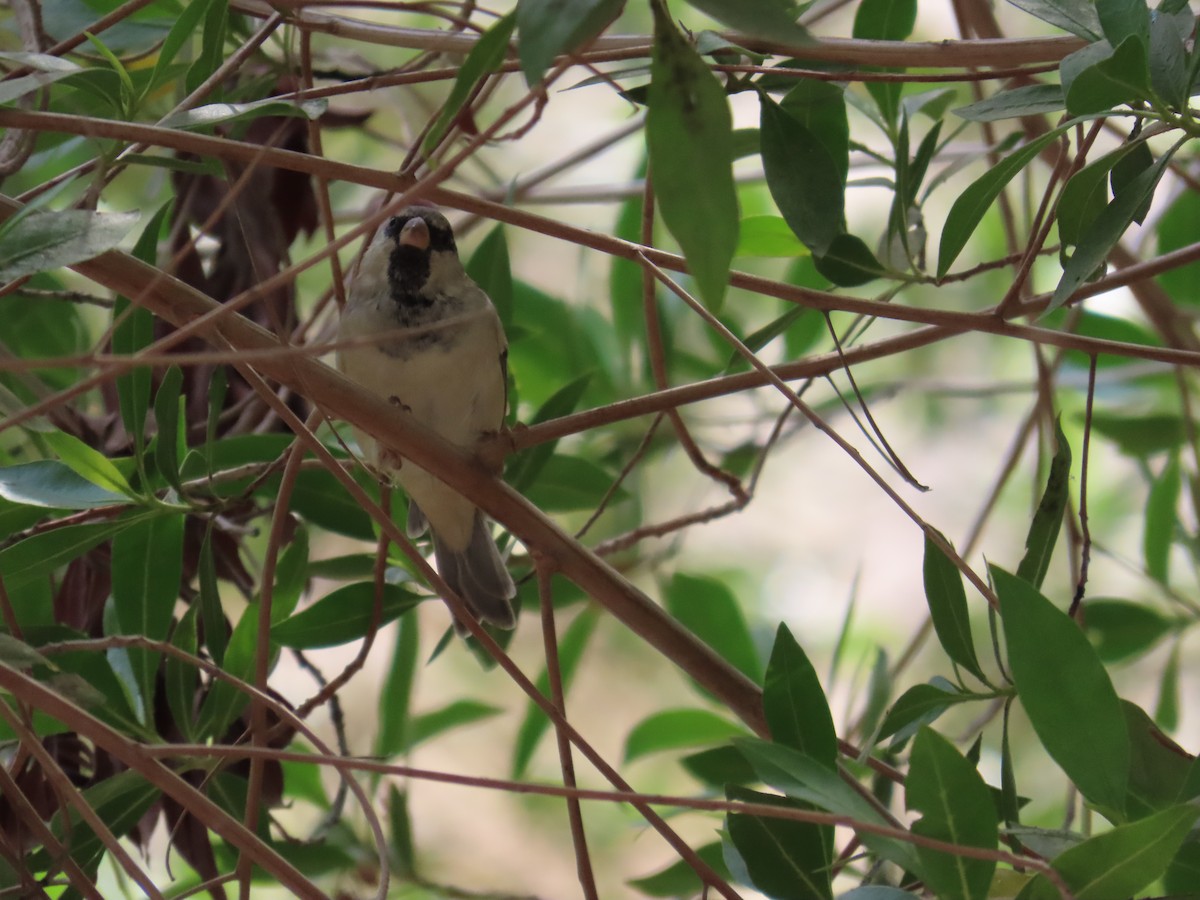 House Sparrow - ML644021371