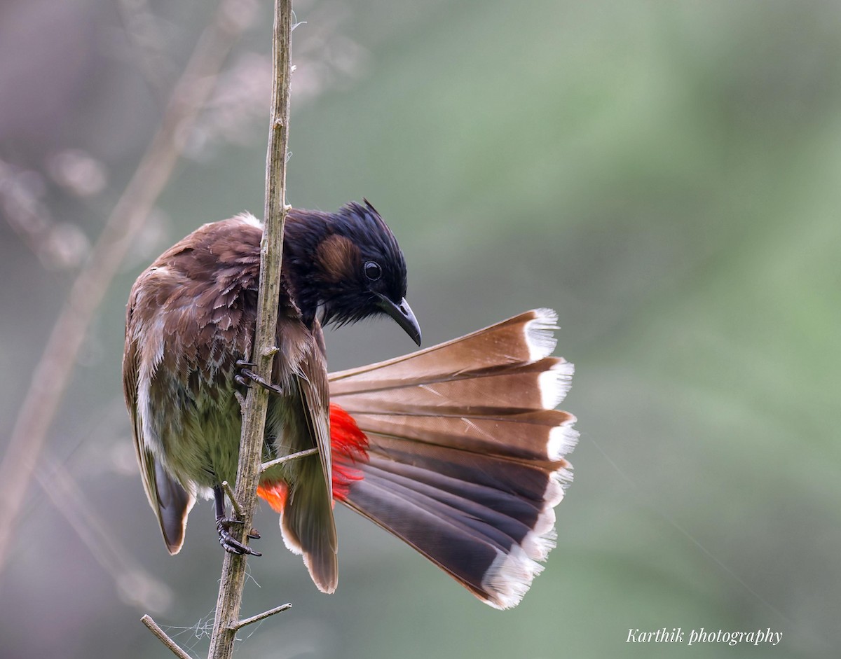 Red-vented Bulbul - ML644021373