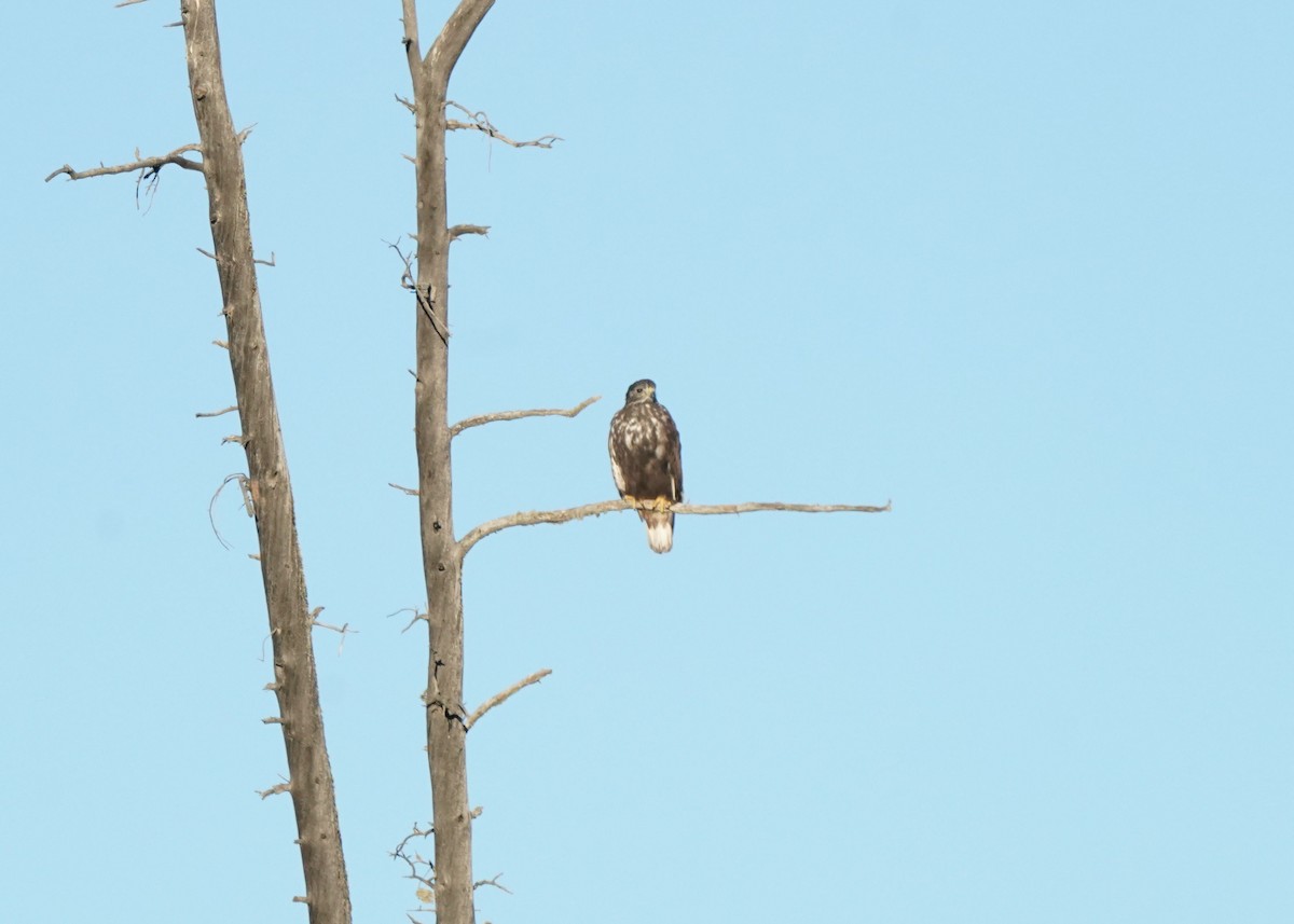 Red-tailed Hawk - ML644021374