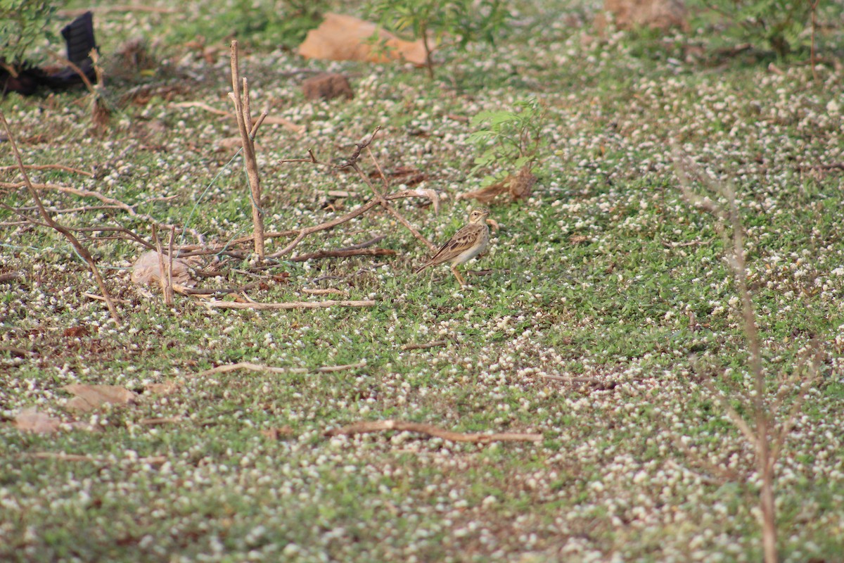 Paddyfield Pipit - ML644021375