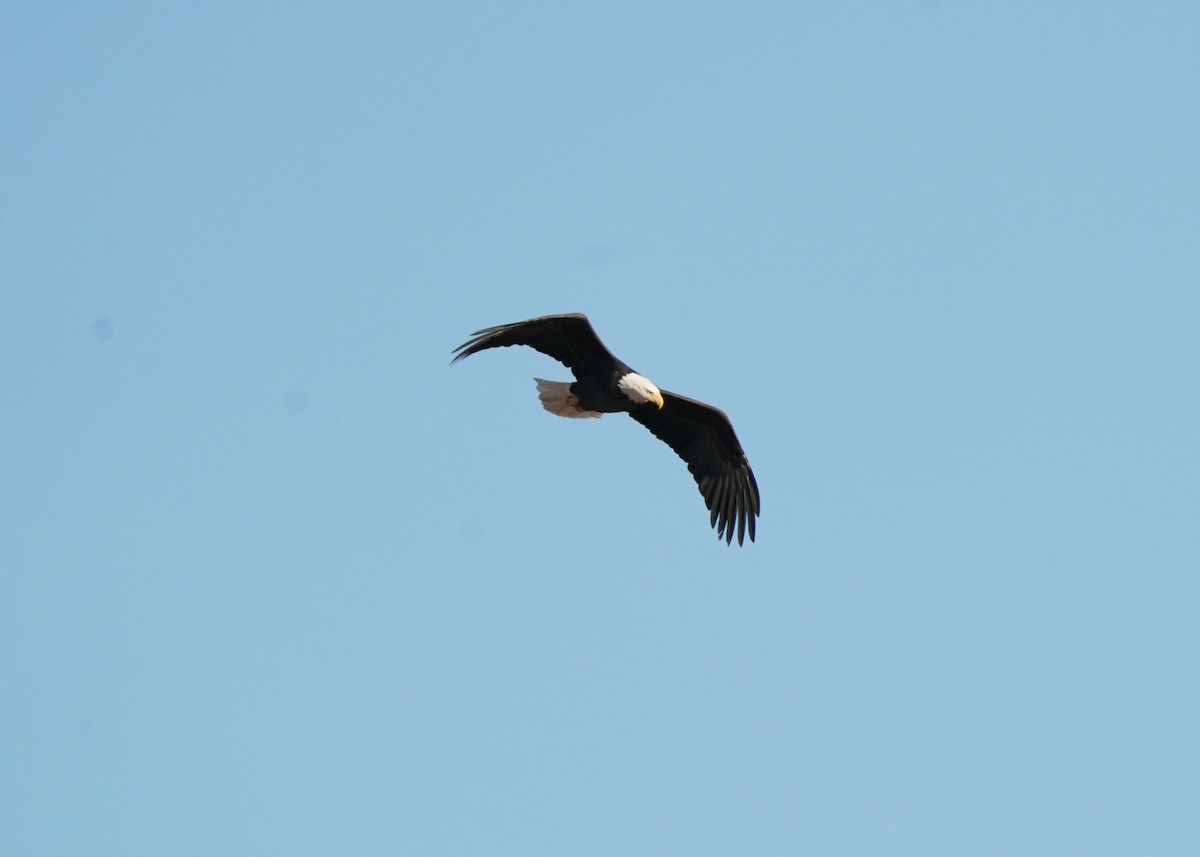 Bald Eagle - ML644021377