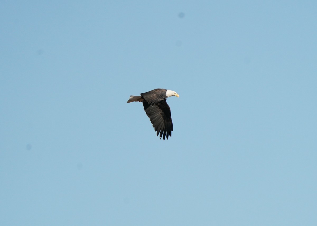 Bald Eagle - ML644021378