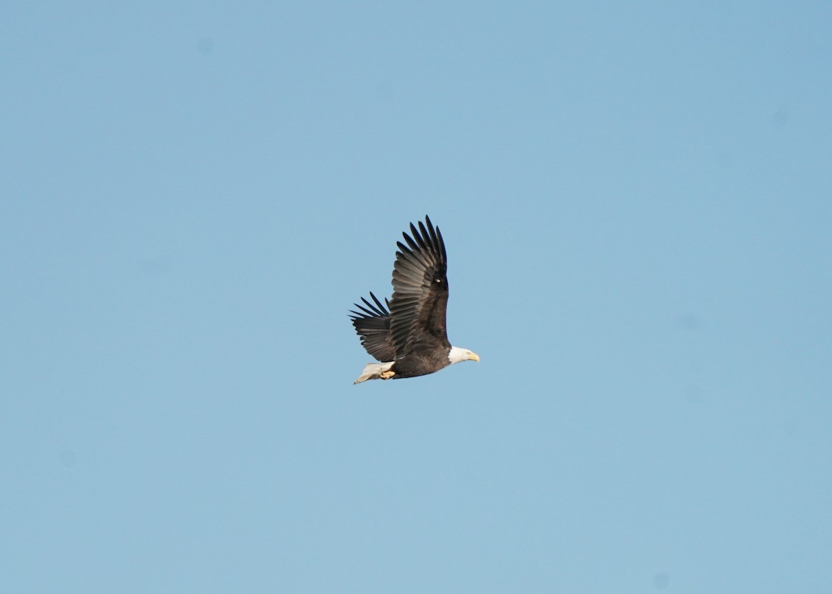 Bald Eagle - ML644021379