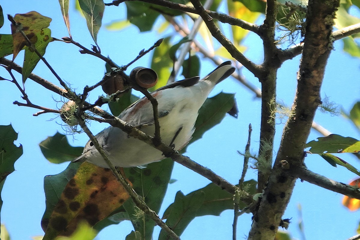 Chestnut-sided Warbler - ML644021381