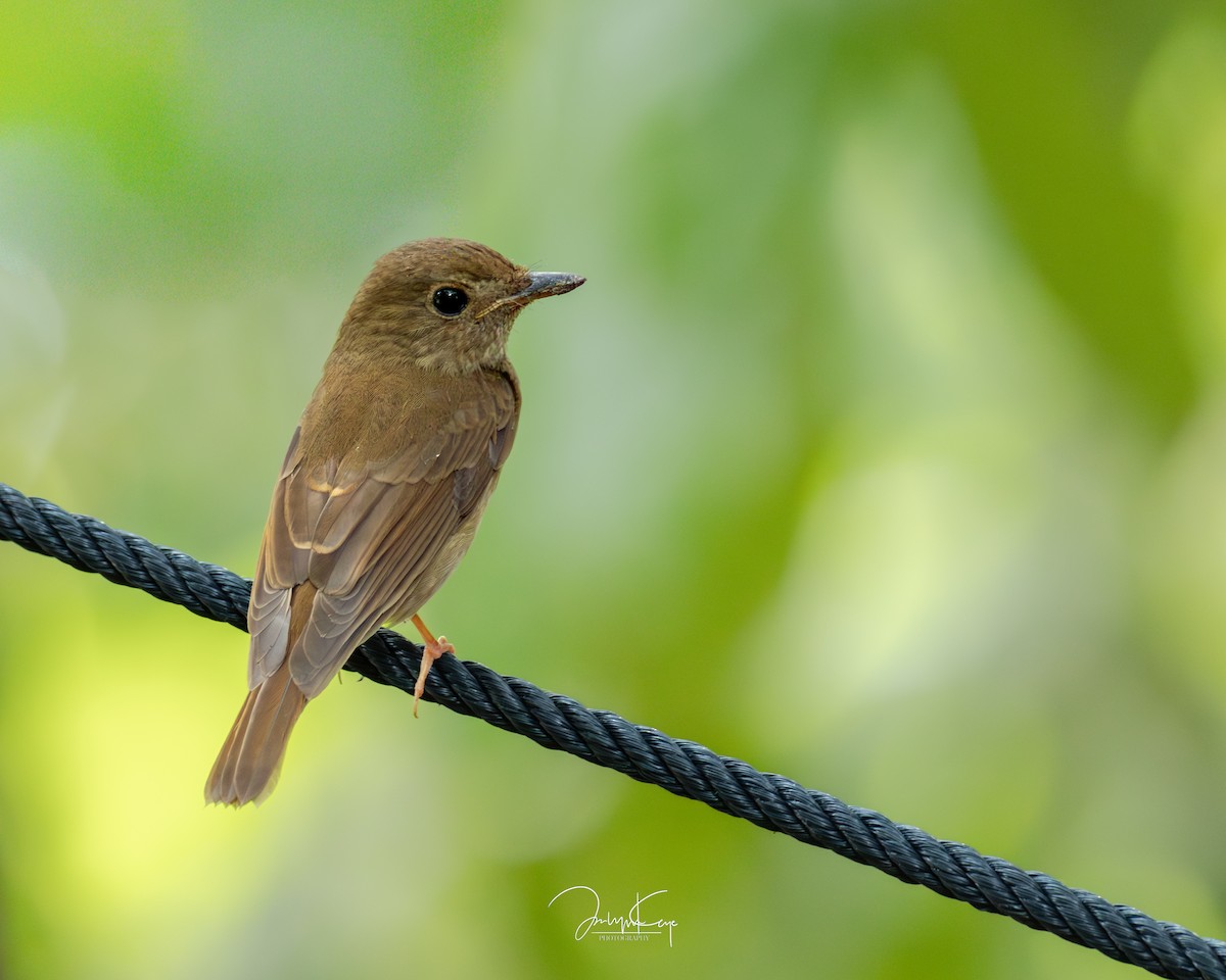 Brown-chested Jungle Flycatcher - ML644021383