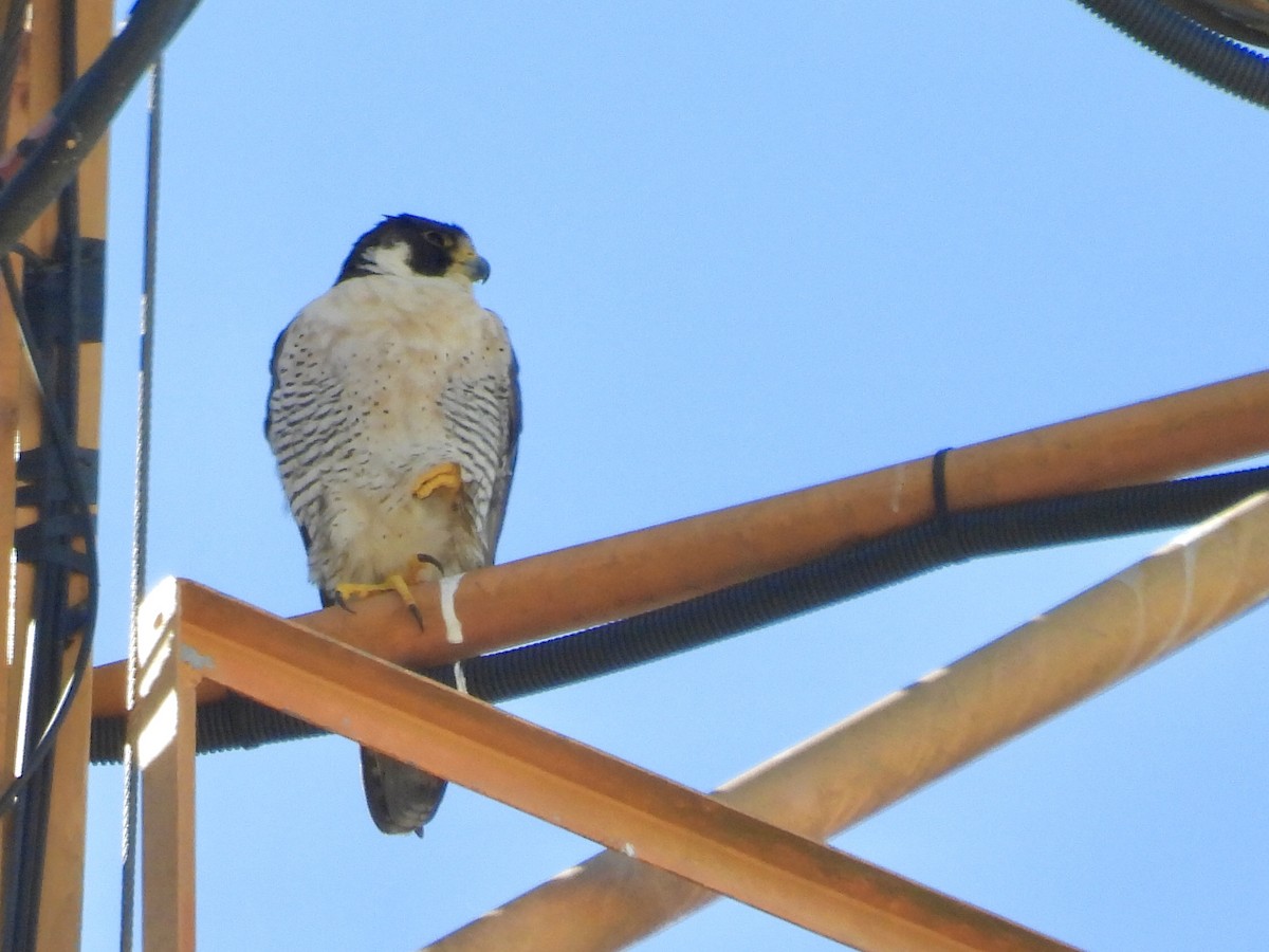 Peregrine Falcon - ML644021384