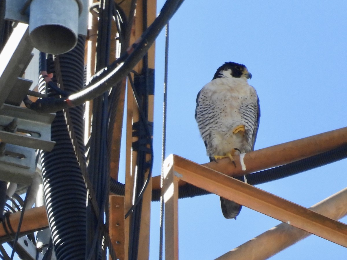 Peregrine Falcon - ML644021385