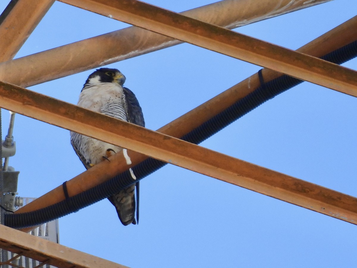 Peregrine Falcon - ML644021386