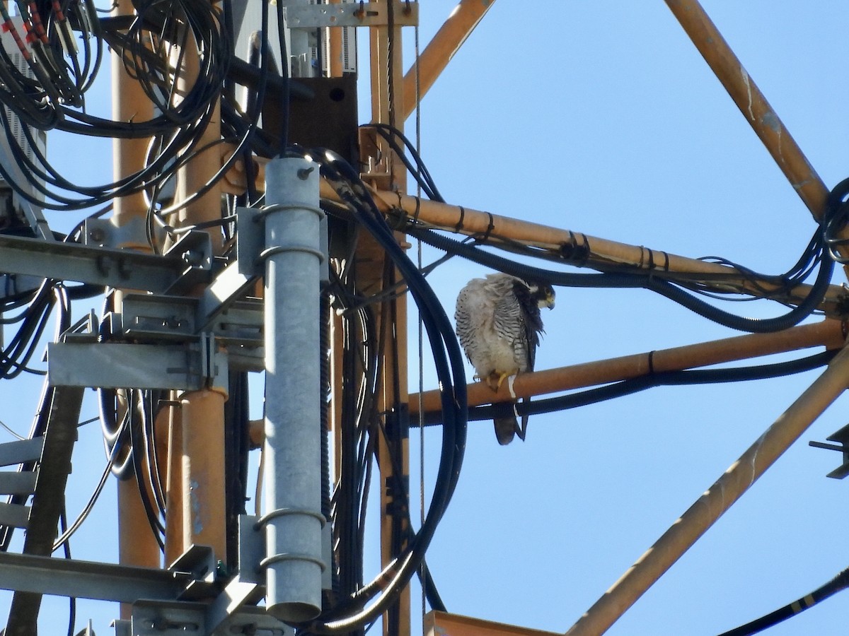 Peregrine Falcon - ML644021387
