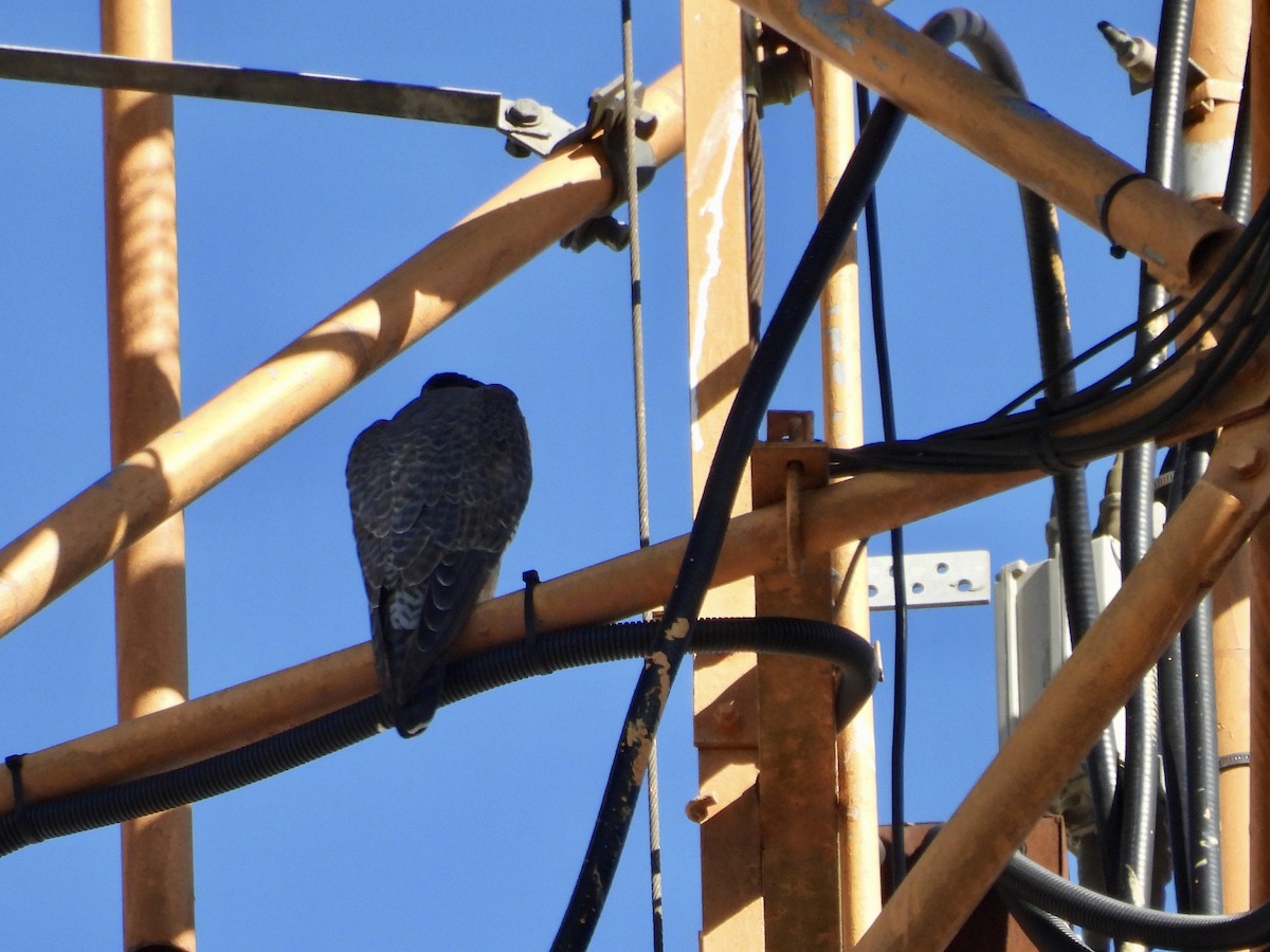 Peregrine Falcon - ML644021389
