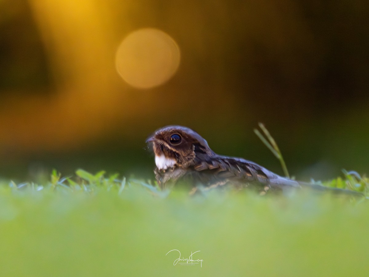 Large-tailed Nightjar - ML644021390