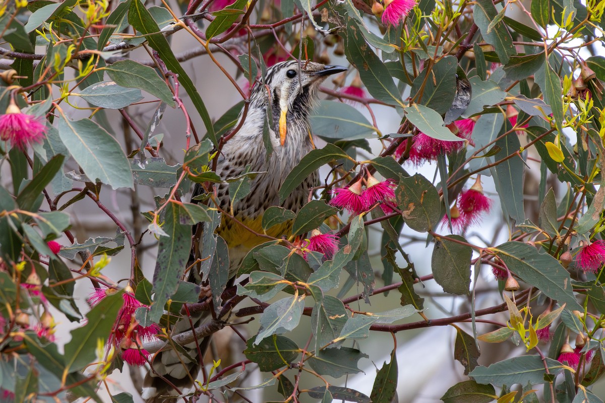 Yellow Wattlebird - ML644021394