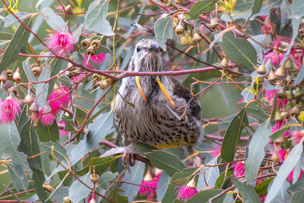 Yellow Wattlebird - ML644021395