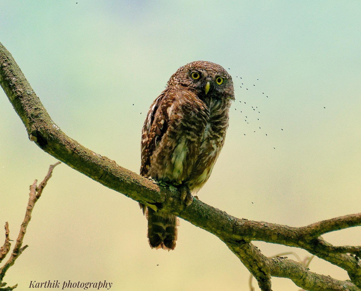 Asian Barred Owlet - ML644021402
