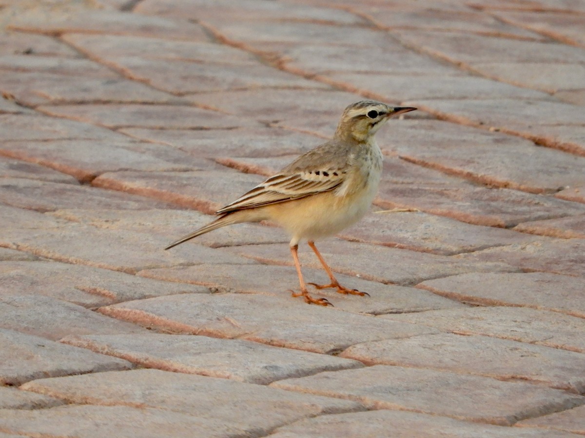 ムジタヒバリ - ML644021405