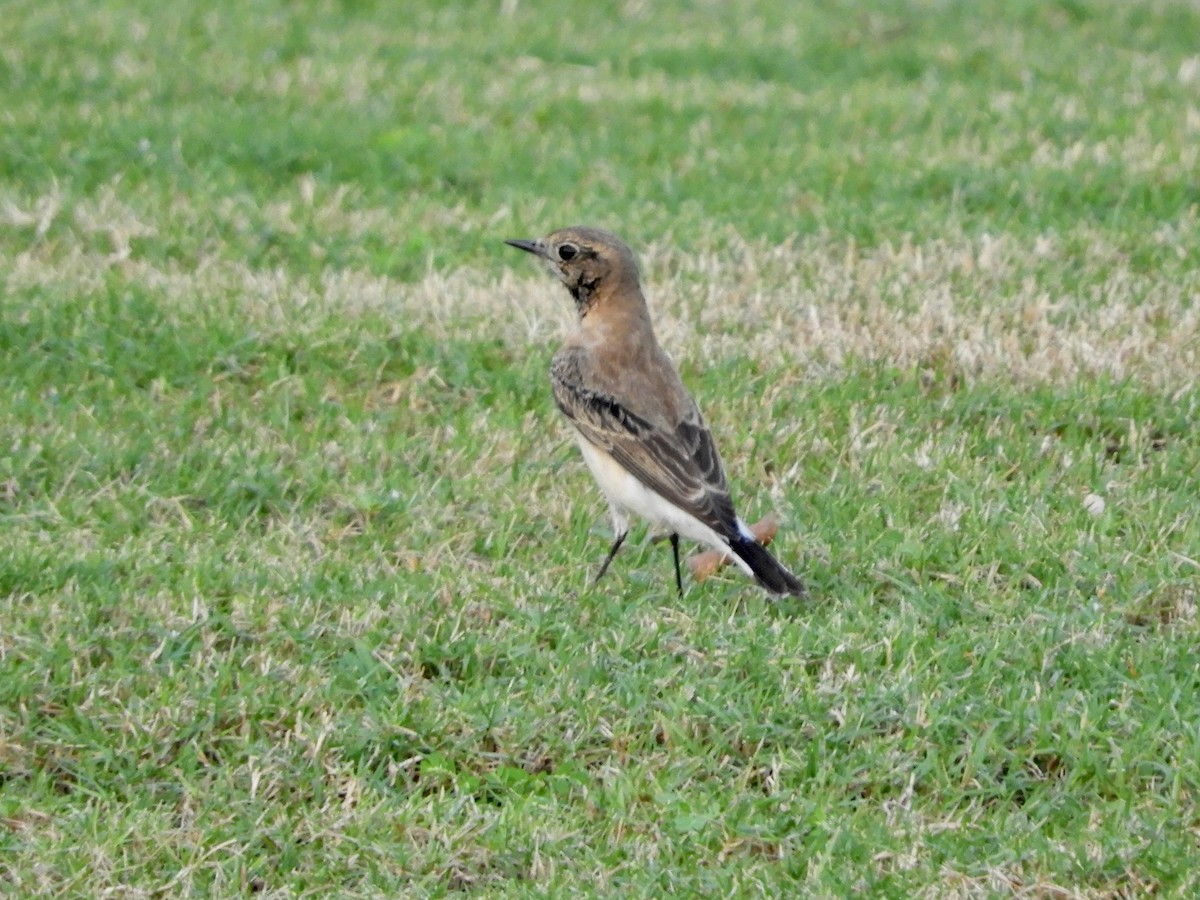 カオグロサバクヒタキ - ML644021408