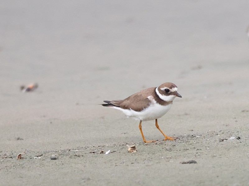 Common Ringed Plover - ML644021410