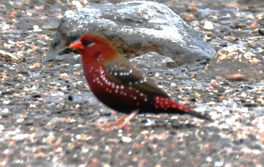 Red Avadavat - ML644021433