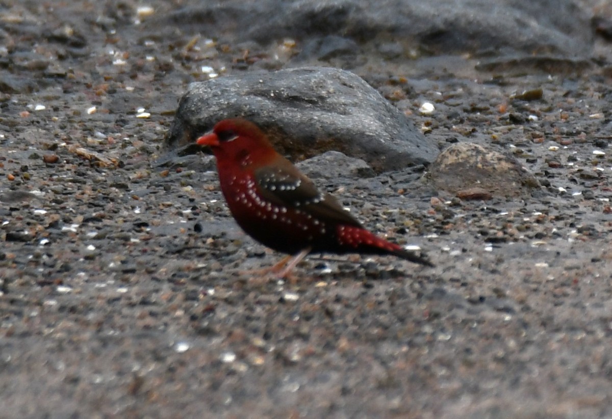Red Avadavat - ML644021445