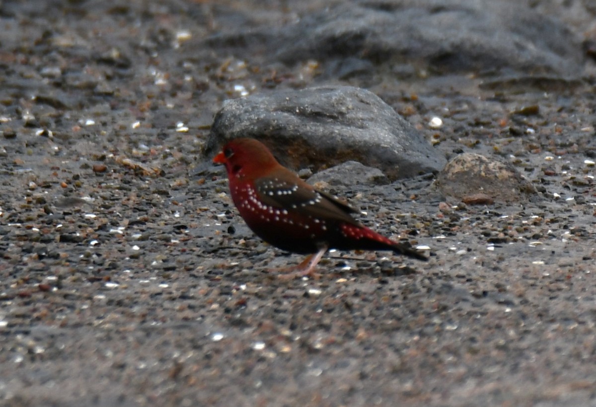 Red Avadavat - ML644021446