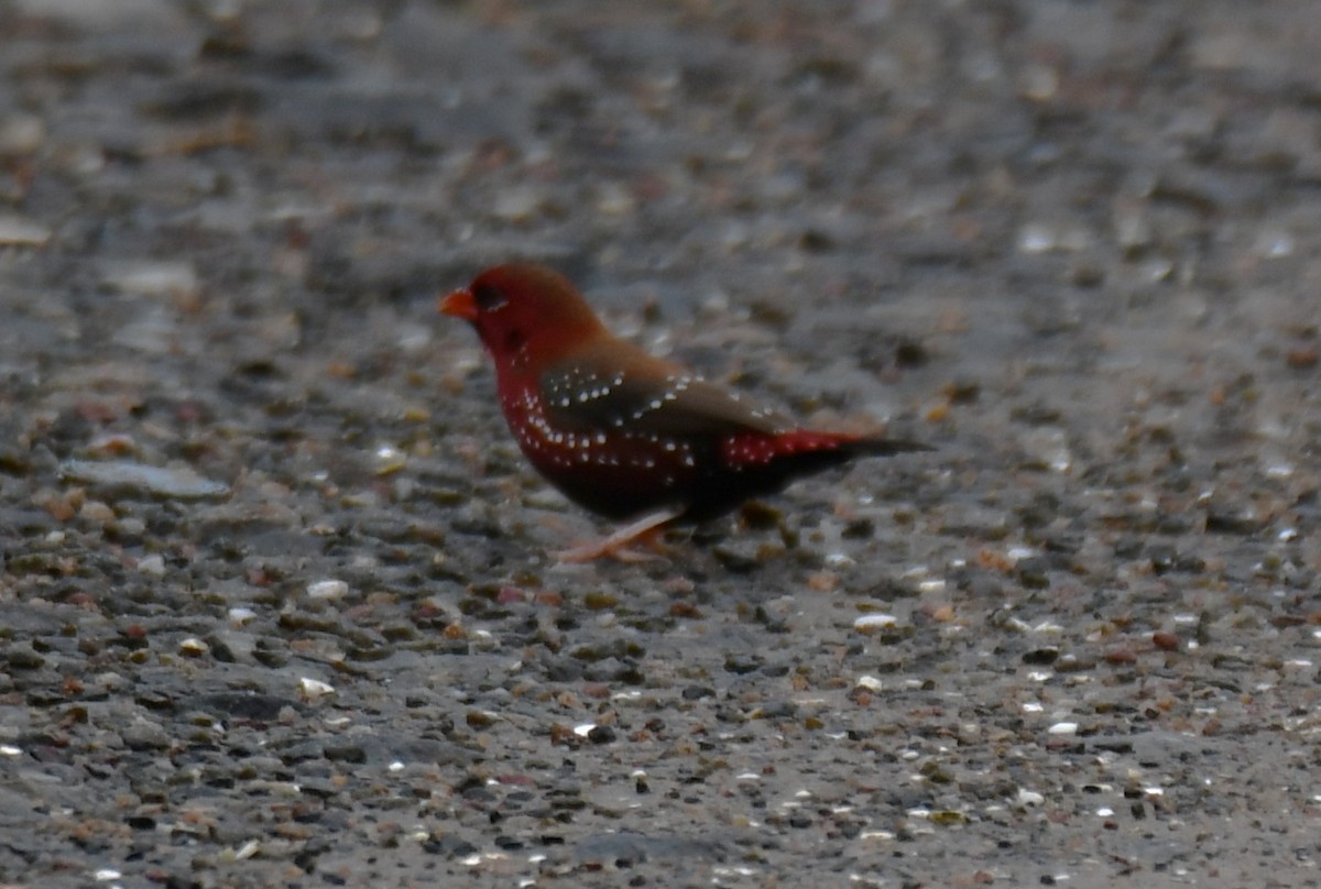 Red Avadavat - ML644021447