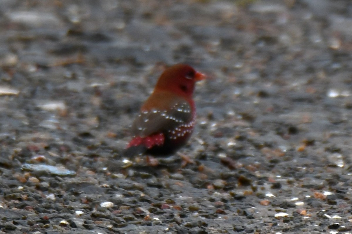 Red Avadavat - ML644021448