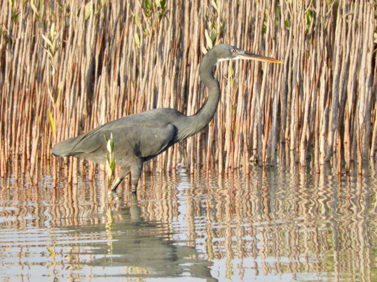 Western Reef-Heron - ML644021449