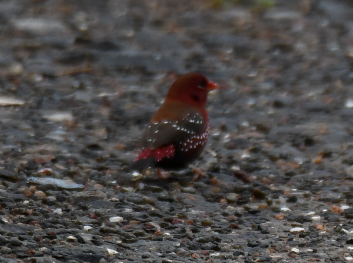 Red Avadavat - ML644021450