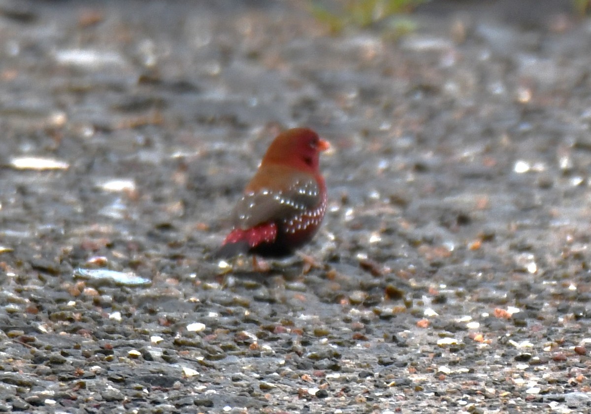 Red Avadavat - ML644021451