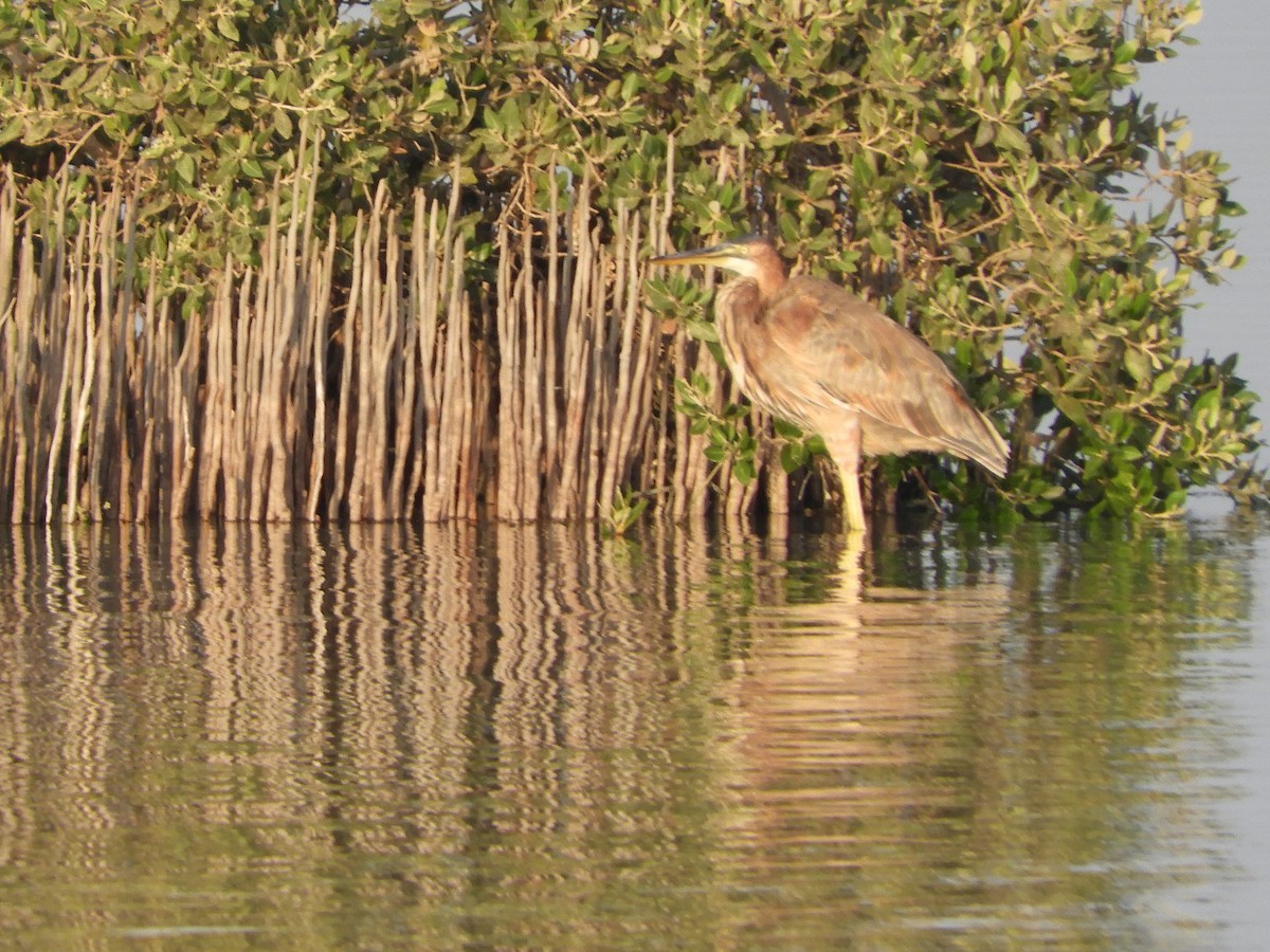 ムラサキサギ - ML644021452