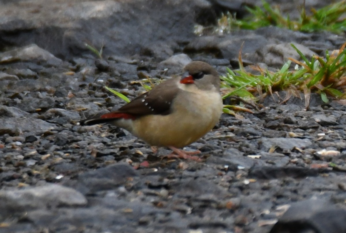 Red Avadavat - ML644021453