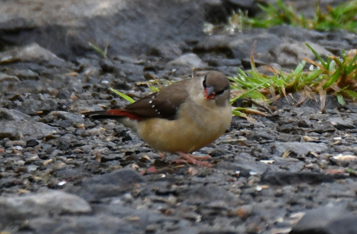 Red Avadavat - ML644021454