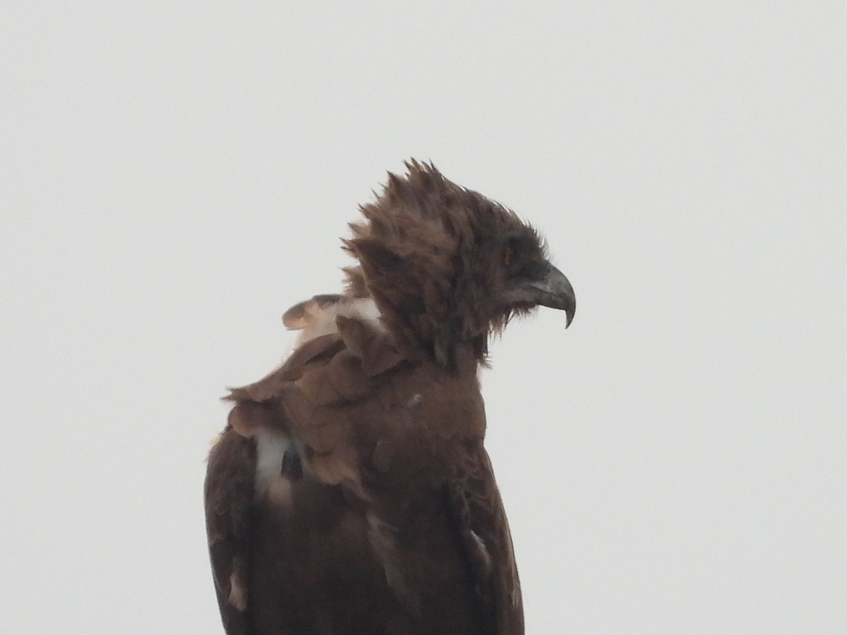Brown Snake-Eagle - ML644021459