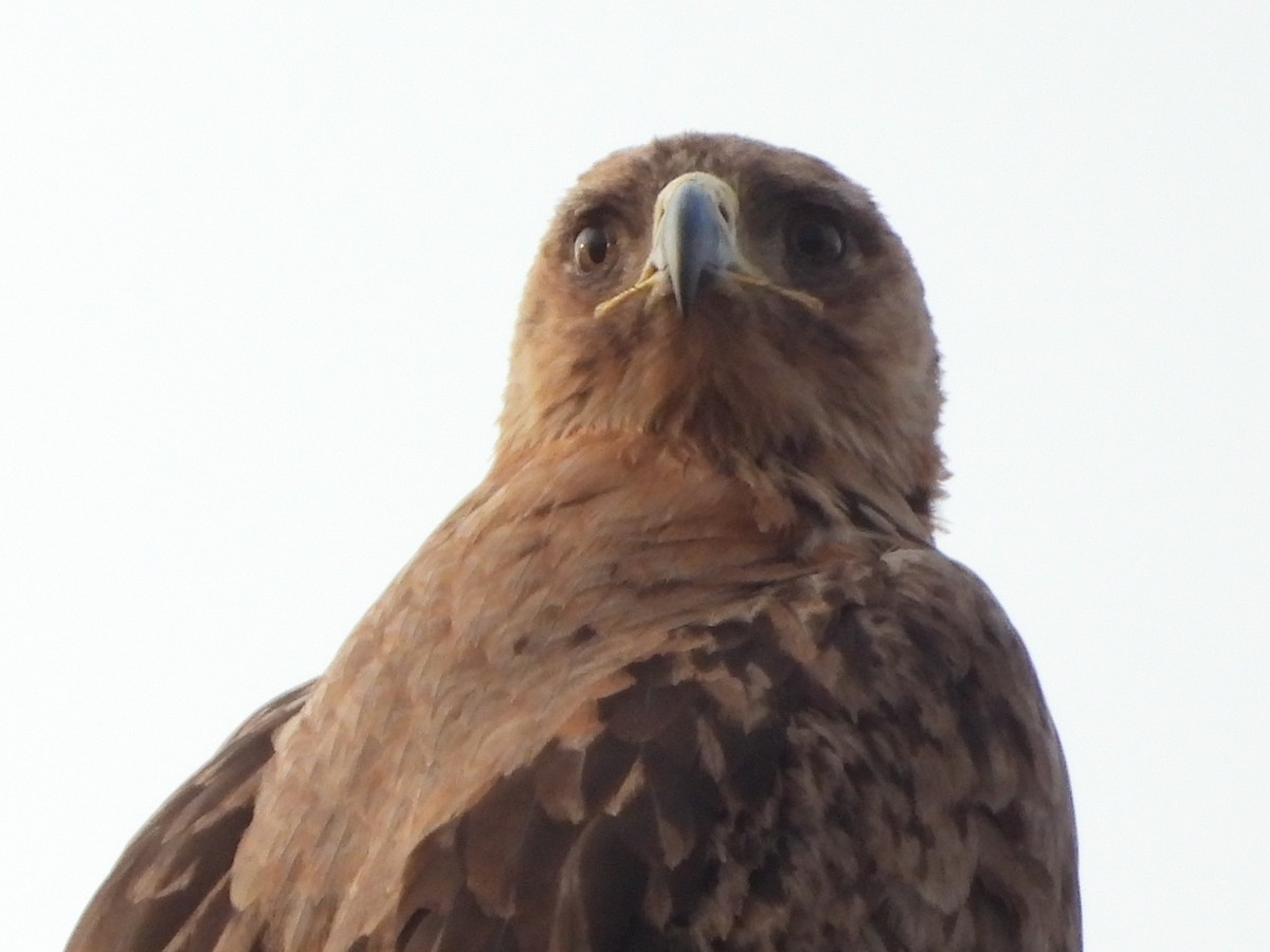savanneørn - ML644021461