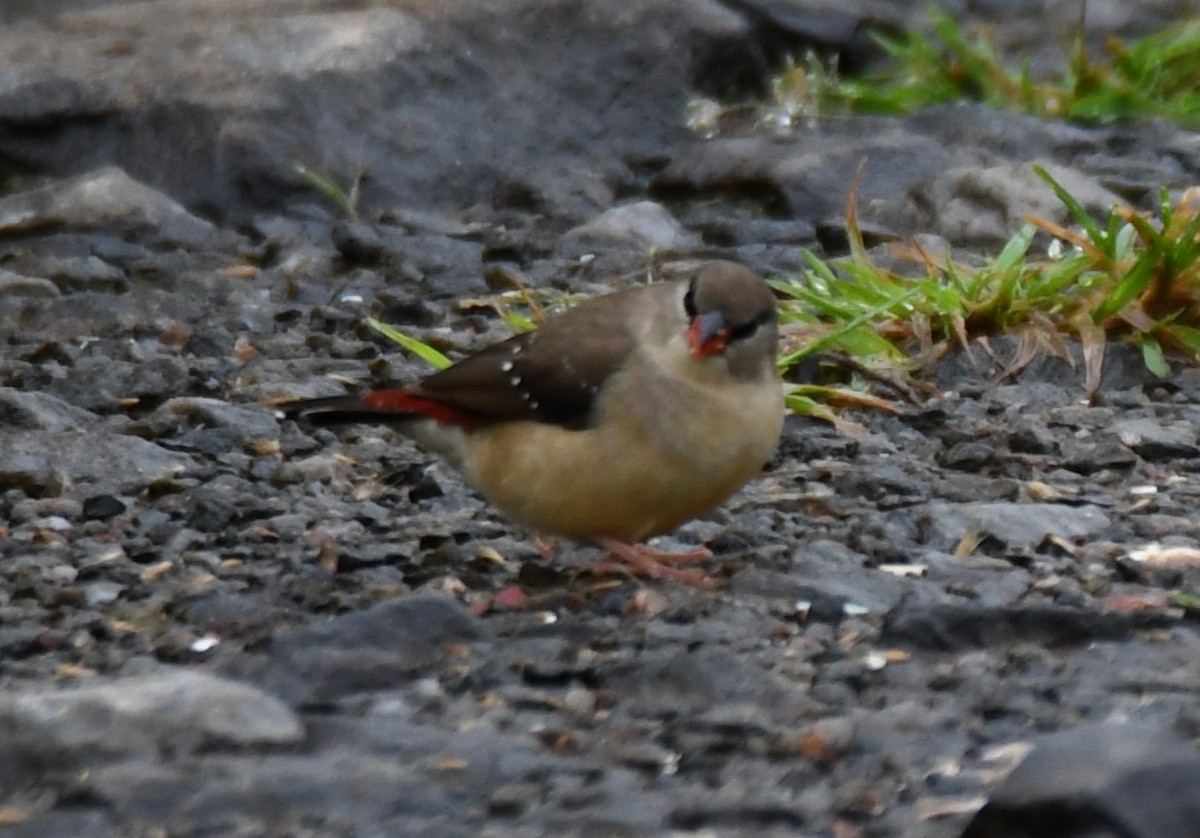 Red Avadavat - ML644021466