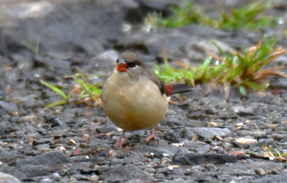 Red Avadavat - ML644021470