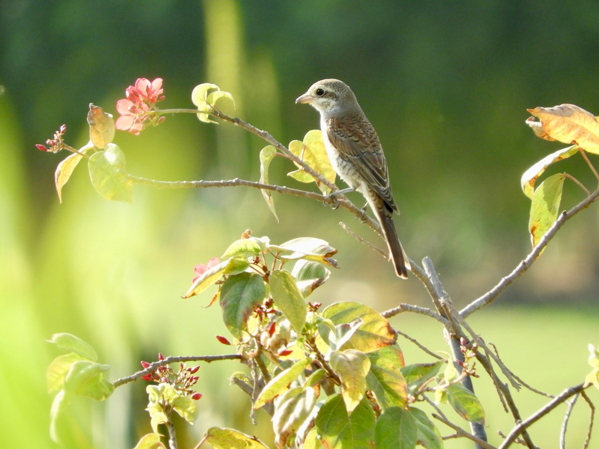 セアカモズ - ML644021471
