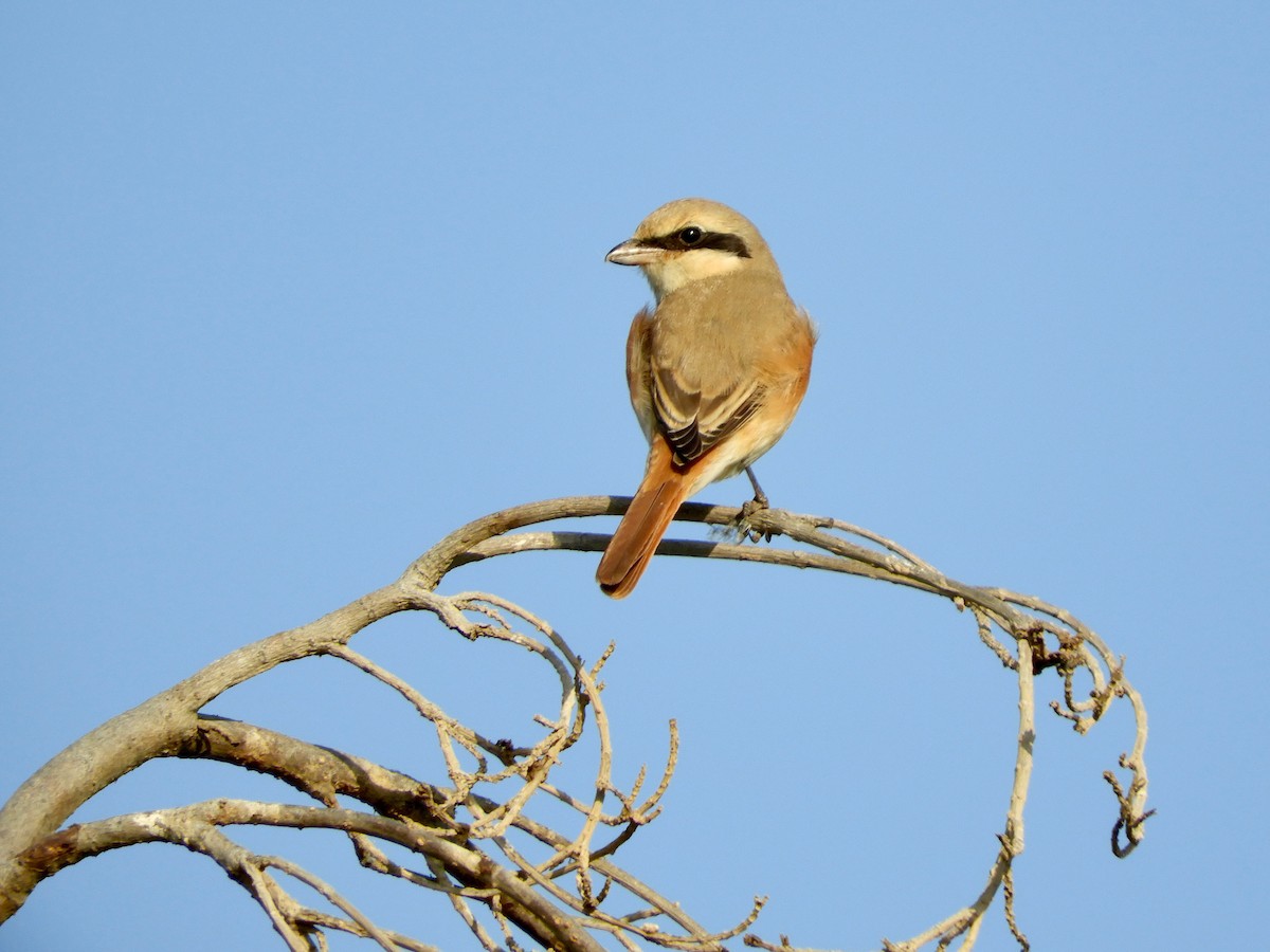 モウコアカモズ - ML644021475