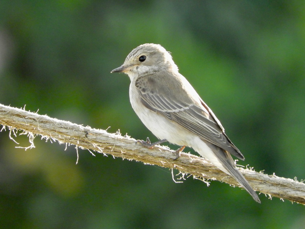 ムナフヒタキ - ML644021479