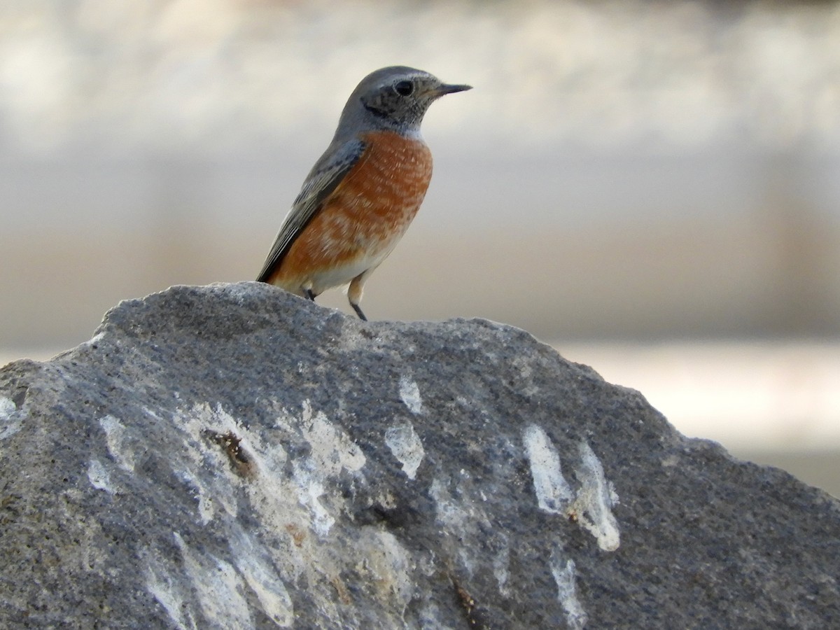 シロビタイジョウビタキ - ML644021480