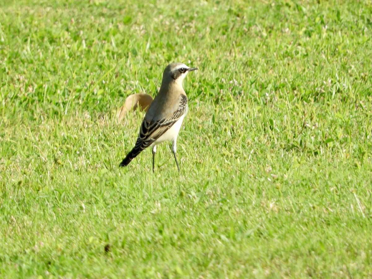 ハシグロヒタキ - ML644021492