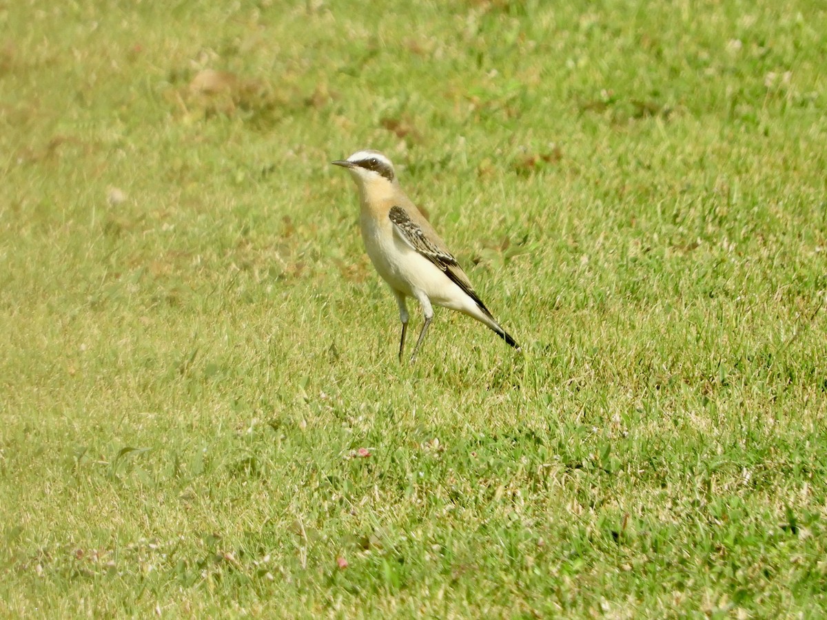 ハシグロヒタキ - ML644021493