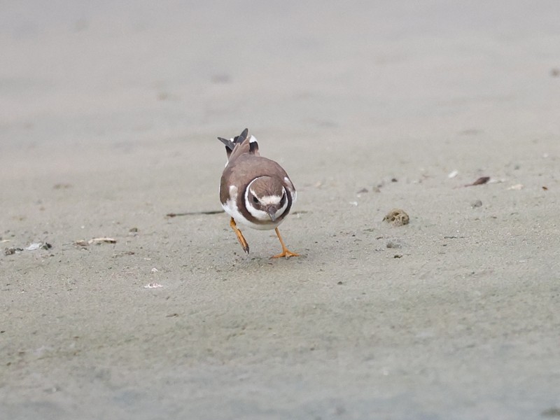 Common Ringed Plover - ML644021499