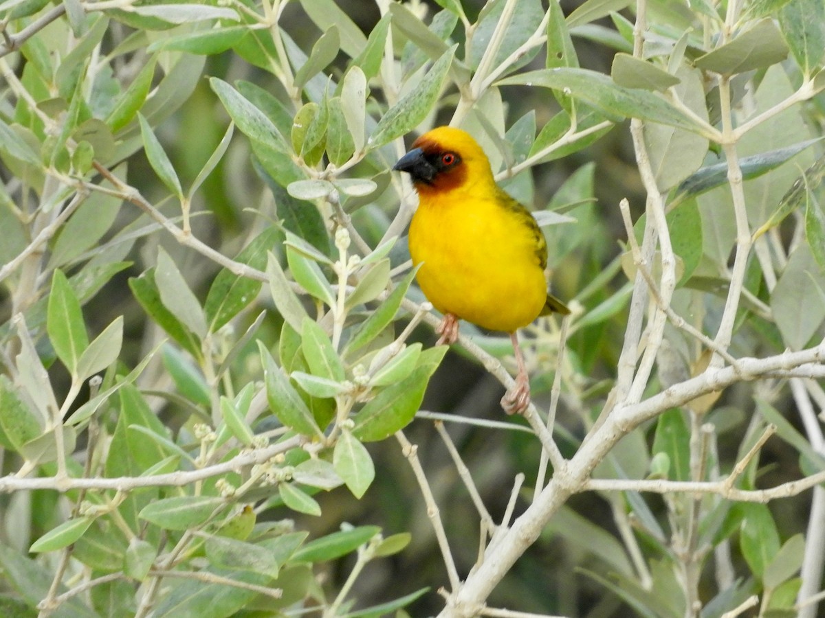 Rüppell's Weaver - ML644021500