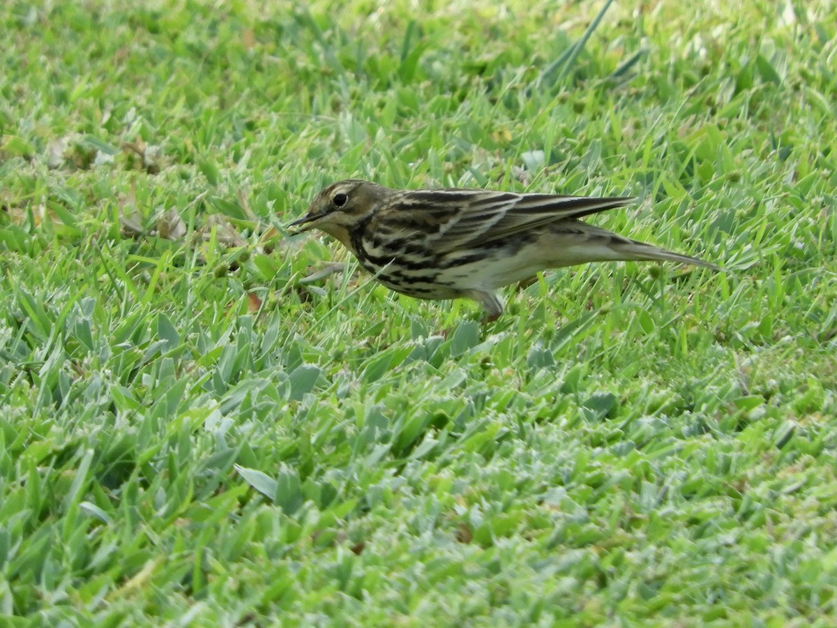 ムネアカタヒバリ - ML644021506