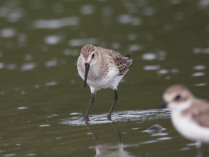 Dunlin - ML644021511