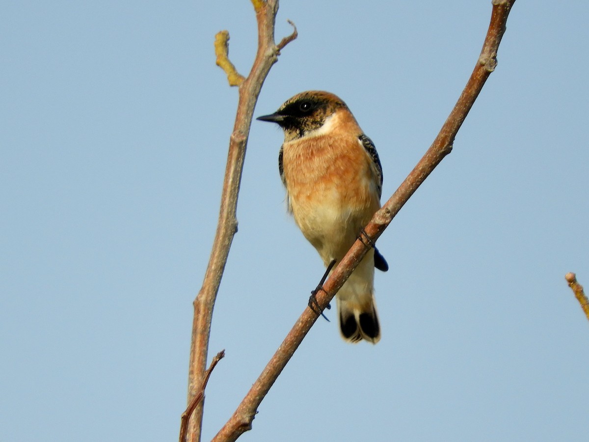 Siberian Stonechat - ML644021515