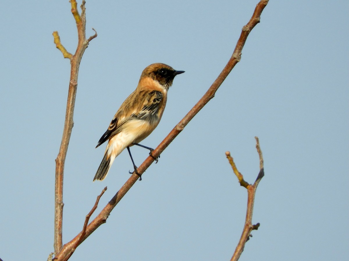 Siberian Stonechat - ML644021516
