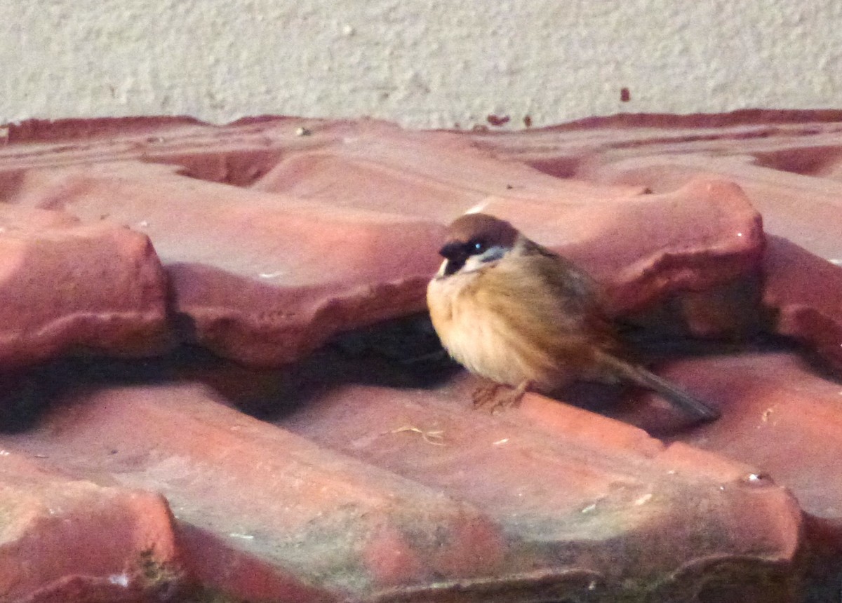 Russet Sparrow - ML644021523